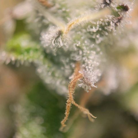 Candyland_BlackPot growlog timeline photo