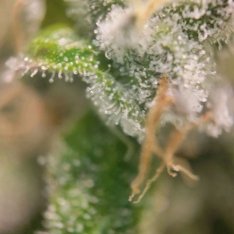 Candyland_BlackPot growlog timeline photo