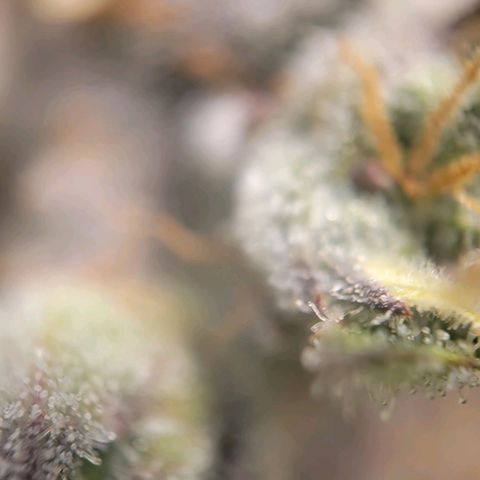 Candyland_BlackPot growlog timeline photo