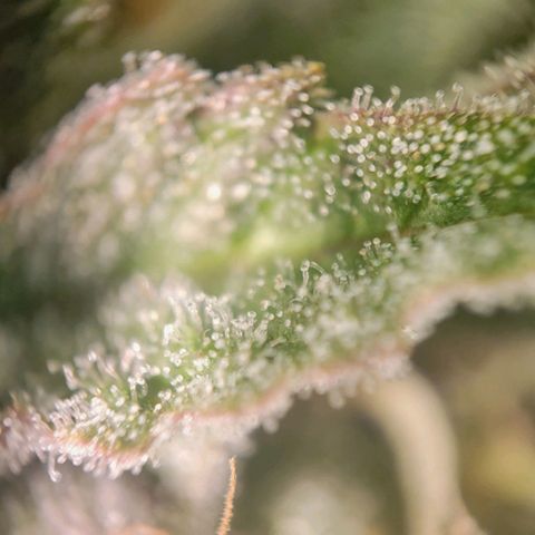 Candyland_BlackPot growlog timeline photo