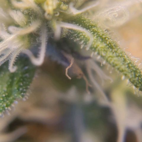 Candyland_GreenPot growlog timeline photo