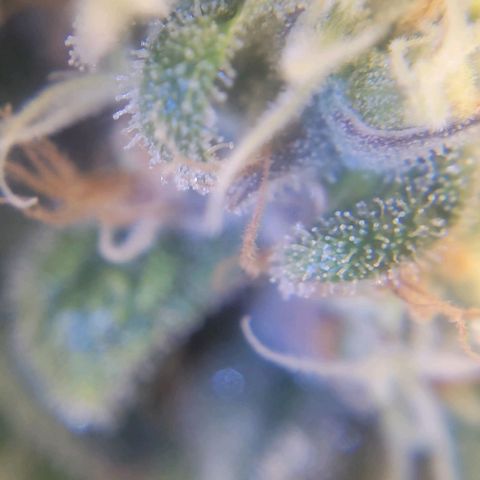 Candyland_GreenPot growlog timeline photo
