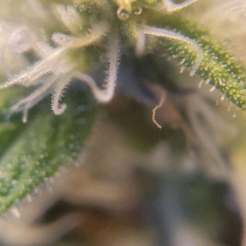 Candyland_GreenPot growlog timeline photo
