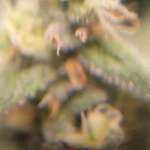 Candyland_GreenPot growlog timeline photo