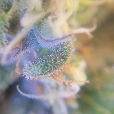 Candyland_GreenPot growlog timeline photo