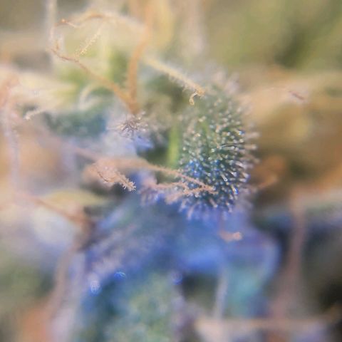 Candyland_GreenPot growlog timeline photo