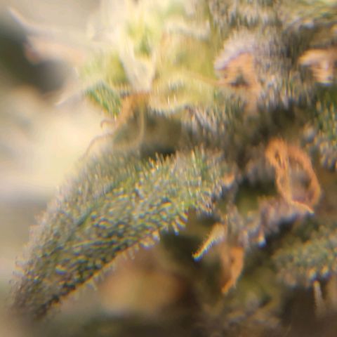 Candyland_GreenPot growlog timeline photo