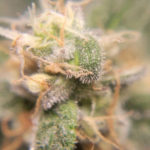 Candyland_GreenPot growlog timeline photo