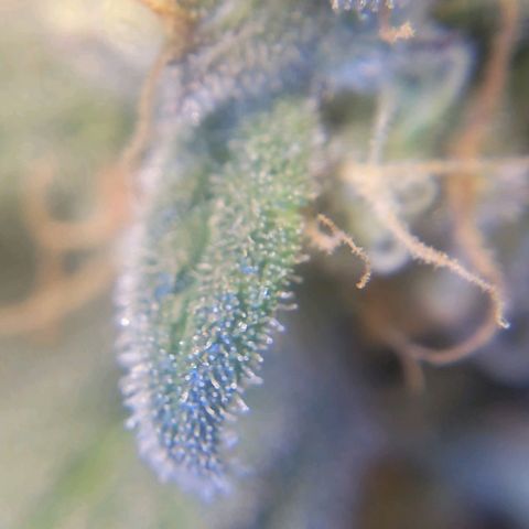 Candyland_GreenPot growlog timeline photo