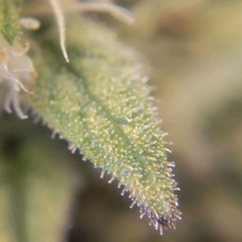 Candyland_GreenPot growlog timeline photo