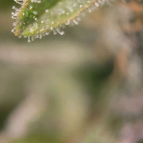 Candyland_BlackPot growlog timeline photo