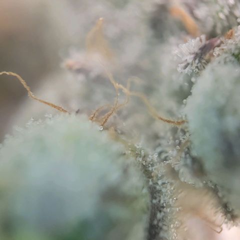 Candyland_BlackPot growlog timeline photo