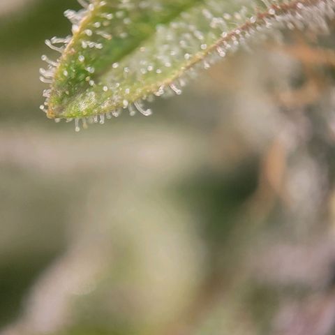 Candyland_BlackPot growlog timeline photo