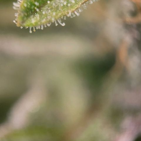 Candyland_BlackPot growlog timeline photo