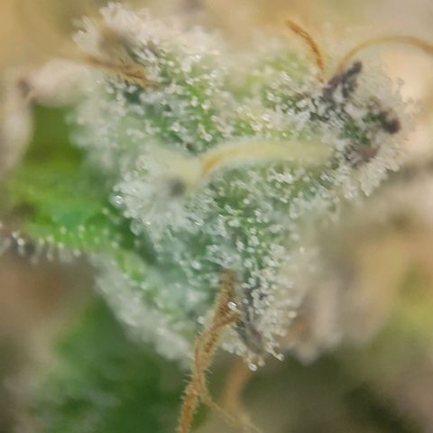 Candyland_BlackPot growlog timeline photo