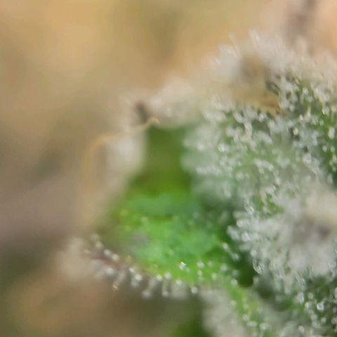 Candyland_BlackPot growlog timeline photo