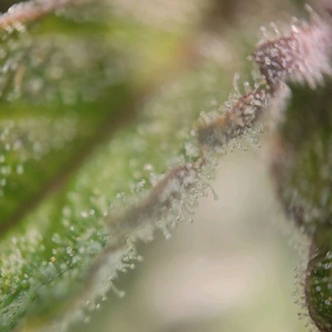 Candyland_BlackPot growlog timeline photo