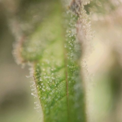 Candyland_BlackPot growlog timeline photo