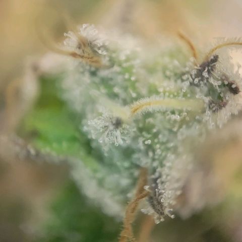 Candyland_BlackPot growlog timeline photo