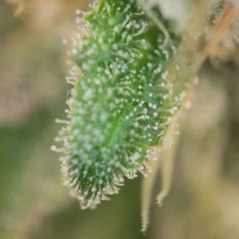 Candyland_BlackPot growlog timeline photo