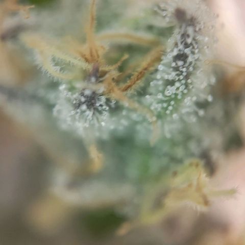 Candyland_BlackPot growlog timeline photo
