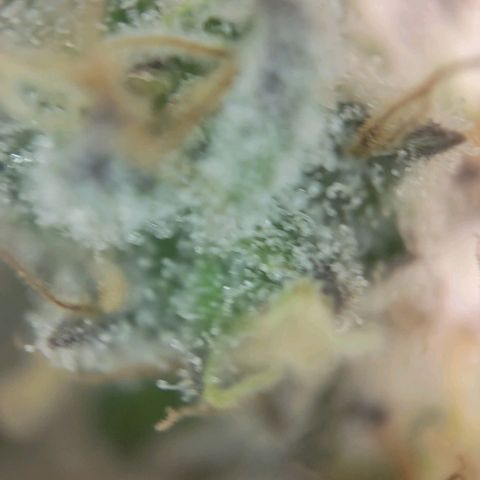 Candyland_BlackPot growlog timeline photo