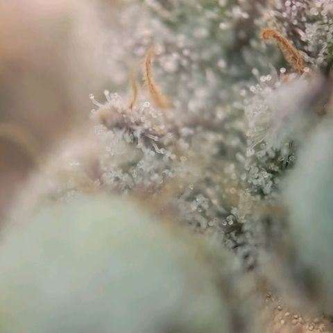 Candyland_BlackPot growlog timeline photo
