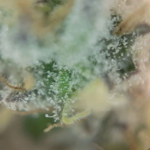 Candyland_BlackPot growlog timeline photo