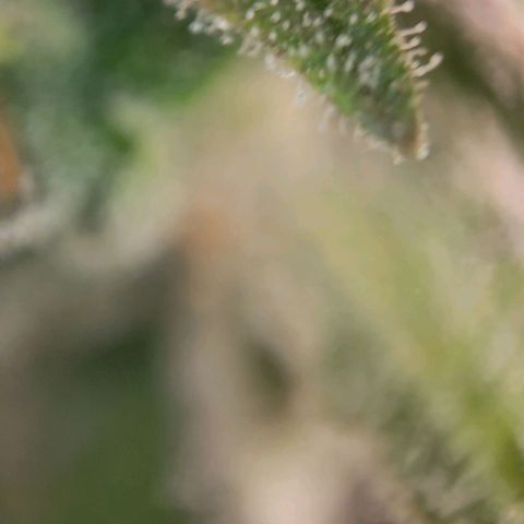 Candyland_BlackPot growlog timeline photo