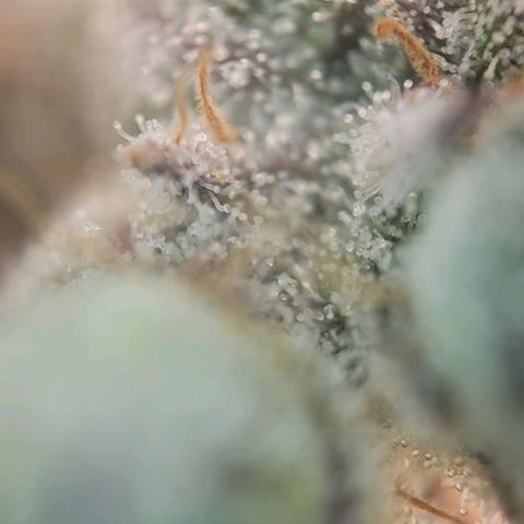 Candyland_BlackPot growlog timeline photo