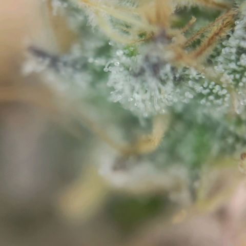 Candyland_BlackPot growlog timeline photo