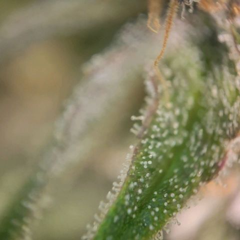 Candyland_BlackPot growlog timeline photo