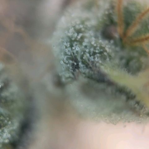 Candyland_BlackPot growlog timeline photo
