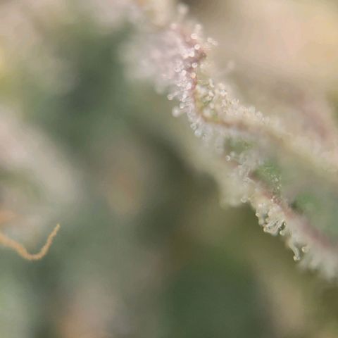 Candyland_BlackPot growlog timeline photo