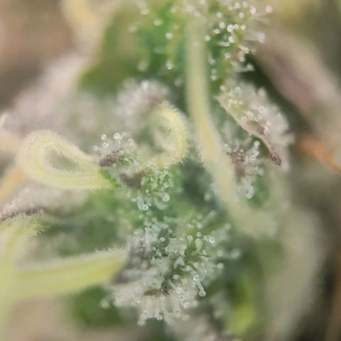 Candyland_BlackPot growlog timeline photo