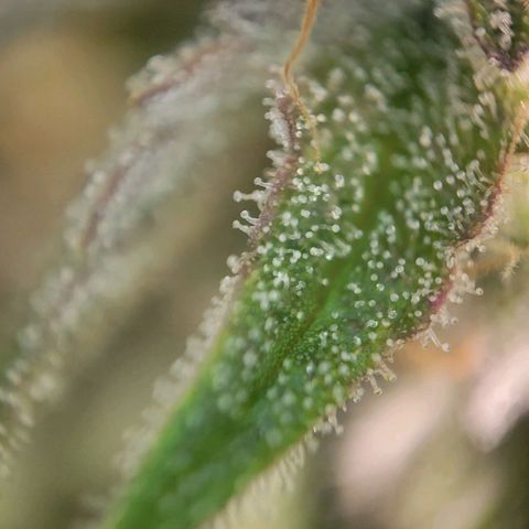 Candyland_BlackPot growlog timeline photo