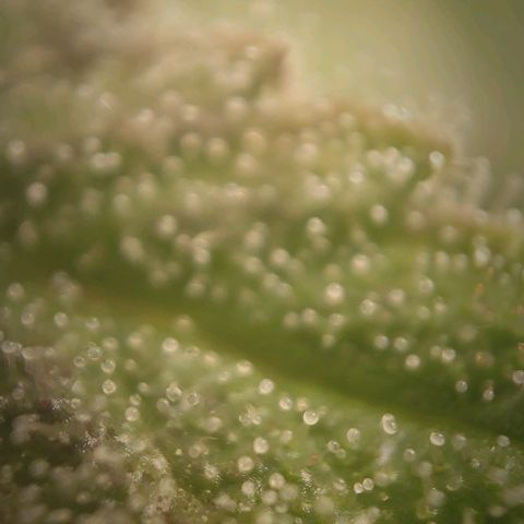 Candyland_BlackPot growlog timeline photo