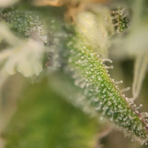 Candyland_GreenPot growlog timeline photo