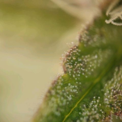 Candyland_GreenPot growlog timeline photo