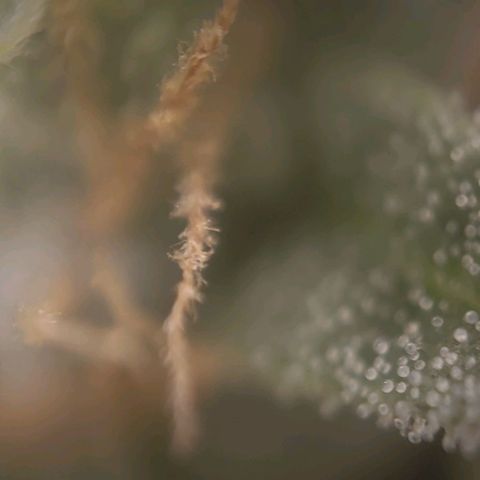 Candyland_GreenPot growlog timeline photo