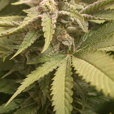 Candyland_GreenPot growlog timeline photo