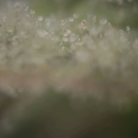 Candyland_BlackPot growlog timeline photo