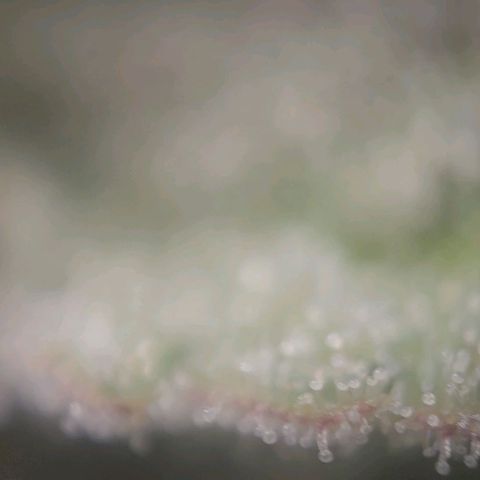 Candyland_BlackPot growlog timeline photo