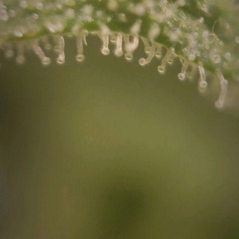 Candyland_BlackPot growlog timeline photo