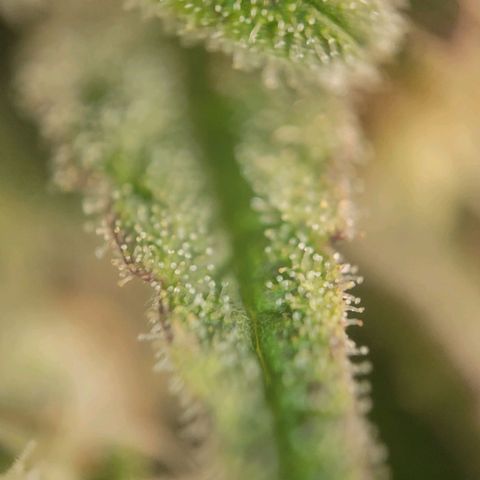 Candyland_GreenPot growlog timeline photo