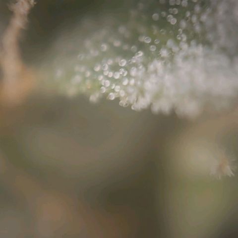 Candyland_GreenPot growlog timeline photo