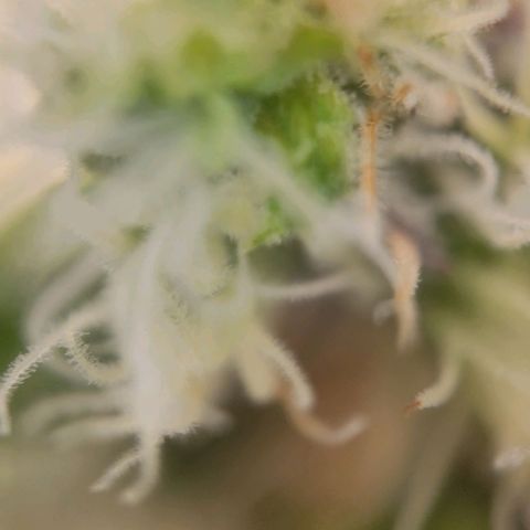 Candyland_GreenPot growlog timeline photo