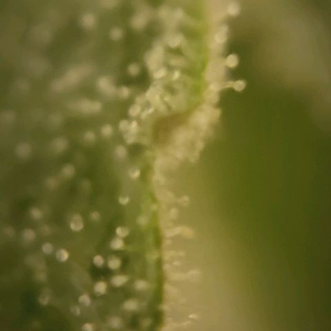 Candyland_BlackPot growlog timeline photo