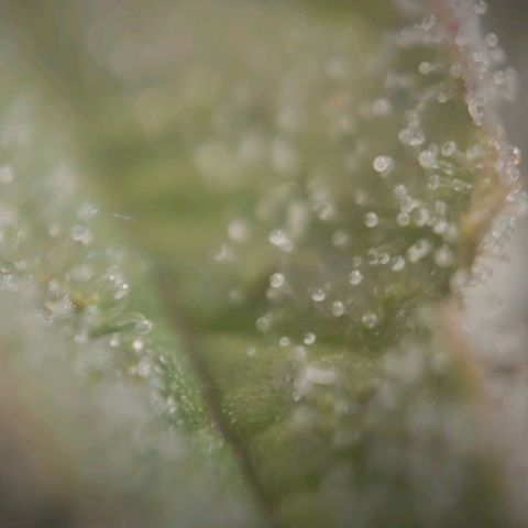 Candyland_BlackPot growlog timeline photo