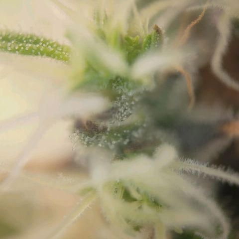 Candyland_GreenPot growlog timeline photo